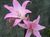 Amaryllis belladonna 3, Saxifraga-Ed Stikvoort