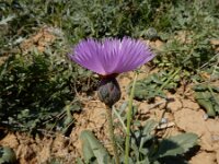 Amberboa moschata 10, Keizerskorenbloem, Saxifraga-Ed Stikvoort : Jerevan - Areni - Noravank s9900