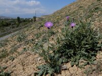 Amberboa moschata 12, Keizerskorenbloem, Saxifraga-Ed Stikvoort : Jerevan - Areni - Noravank A900
