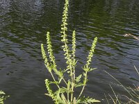 Ambrosia psilostachya 16, Zandambrosia, Saxifraga-Rutger Barendse