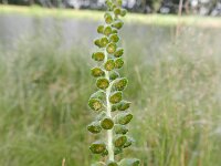 Ambrosia psilostachya 19, Zandambrosia, Saxifraga-Rutger Barendse
