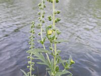 Ambrosia psilostachya 22, Zandambrosia, Saxifraga-Rutger Barendse