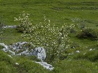 Amelanchier ovalis, Snowy Mespilus