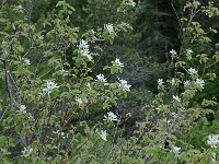 Amelanchier ovalis 11, Europees krentenboompje, Saxifraga-Willem van Kruijsbergen
