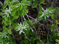 Amelanchier ovalis 15, Europees krentenboompje, Saxifraga-Willem van Kruijsbergen