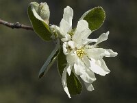 Amelanchier ovalis 16, Europees krentenboompje, Saxifraga-Jan van der Straaten