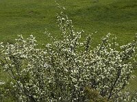 Amelanchier ovalis 18, Europees krentenboompje, Saxifraga-Jan van der Straaten
