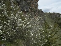 Amelanchier ovalis 31, Europees krentenboompje, Saxifraga-Willem van Kruijsbergen