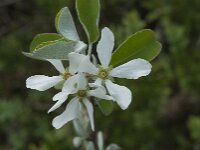 Amelanchier ovalis 33, Europees krentenboompje, Saxifraga-Willem van Kruijsbergen