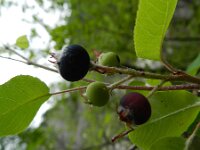 Amelanchier ovalis 34, Europees krentenboompje, Saxifraga-Rutger Barendse