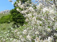 Amelanchier ovalis 36, Europees krentenboompje, Saxifraga-Rutger Barendse