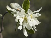 Amelanchier ovalis 8, Europees krentenboompje, Saxifraga-Marijke Verhagen