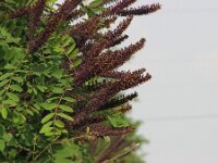 Amorpha fruticosa 2, Indigostruik, Saxifraga-Jasenka Topic