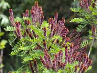 Amorpha fruticosa 3, Indigostruik, Saxifraga-Bart Vastenhouw