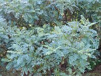 Amorpha fruticosa 7, Indigostruik, Saxifraga-Rutger Barendse
