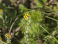 Amsinckia micrantha 11, Kleinbloemige amsinckia, Saxifraga-Jan van der Straaten