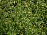 Amsinckia micrantha 15, Kleinbloemige amsinckia, Saxifraga-Ed Stikvoort