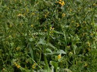 Amsinckia micrantha 20, Kleinbloemige amsinckia, Saxifraga-Ed Stikvoort
