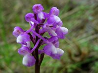 Anacamptis champagneuxii 6, Saxifraga-Ed Stikvoort