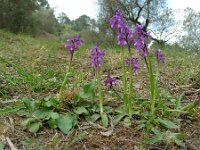 Anacamptis champagneuxii 7, Saxifraga-Ed Stikvoort