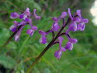 Anacamptis champagneuxii 8, Saxifraga-Ed Stikvoort