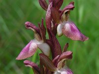 Anacamptis collina 18, Heuvelorchis, Saxifraga-Ed Stikvoort