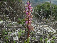 Anacamptis collina 20, Heuvelorchis, Saxifraga-Ed Stikvoort