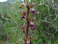 Anacamptis collina 22, Heuvelorchis, Saxifraga-Ed Stikvoort