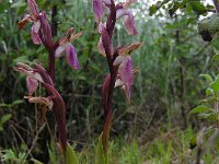Anacamptis collina 26, Heuvelorchis, Saxifraga-Ed Stikvoort : s10 cyprus