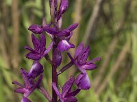 Anacamptis laxiflora 14, IJle orchis, Saxifraga-Willem van Kruijsbergen