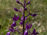 Anacamptis laxiflora 2, IJle orchis, Saxifraga-Willem van Kruijsbergen