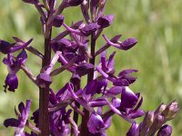 Anacamptis laxiflora 20, IJle orchis, Saxifraga-Jan van der Straaten