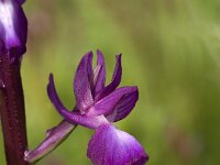 Anacamptis laxiflora 22, IJle orchis, Saxifraga-Jan van der Straaten