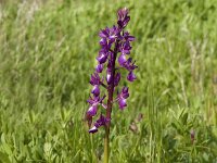 Anacamptis laxiflora 25, IJle orchis, Saxifraga-Jan van der Straaten