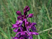 Anacamptis laxiflora 28, IJle orchis, Saxifraga-Jeroen Willemsen