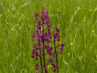 Anacamptis laxiflora 29, IJle orchis, Saxifraga-Jan Nijendijk
