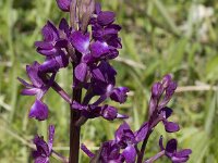 Anacamptis laxiflora 3, IJle orchis, Saxifraga-Willem van Kruijsbergen
