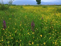 Anacamptis laxiflora 32, IJle orchis, Saxifraga-Hans Boll