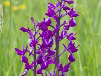 Anacamptis laxiflora 43, IJle orchis, Saxifraga-Jan Nijendijk