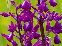 Anacamptis laxiflora 44, IJle orchis, Saxifraga-Jan Nijendijk