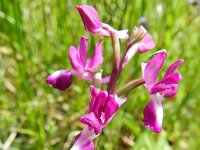 Anacamptis laxiflora 46, IJle orchis, Saxifraga-Rutger Barendse
