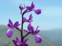 Anacamptis laxiflora 49, IJle orchis, Saxifraga-Ed Stikvoort