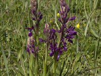 Anacamptis laxiflora 6, IJle orchis, Saxifraga-Willem van Kruijsbergen