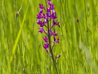 Anacamptis laxiflora 61, IJle orchis, Saxifraga-Jan Nijendijk
