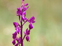Anacamptis laxiflora 68, IJle orchis, Saxifraga-Tom Heijnen