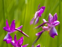 Anacamptis laxiflora 69, IJle orchis, Saxifraga-Jan Nijendijk