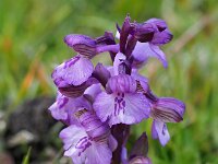 Anacamptis morio 116, Harlekijjn, Saxifraga-Mark Zekhuis
