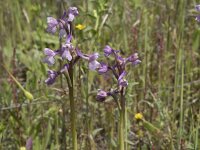 Anacamptis morio 148, Harlekijn, Saxifraga-Willem van Kruijsbergen