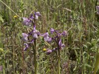 Anacamptis morio 149, Harlekijn, Saxifraga-Willem van Kruijsbergen