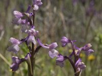 Anacamptis morio 151, Harlekijn, Saxifraga-Willem van Kruijsbergen